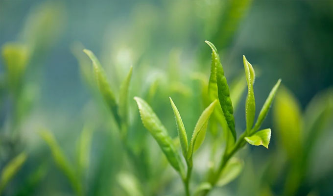 你了解茶葉最佳的沖泡方法嗎？